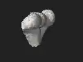 Burial 17 - Sectioned distal extremity of left humerus 3D.