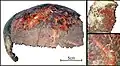Burial 23 - The skullcap was painted red and used as funerary receptacle.