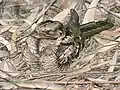 at Bharatpur, Rajasthan, India.