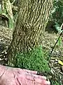 Tree trunk (girth 37&nbsp;cm) of 6m arborescent specimen, Logan, showing fully mature bark