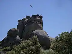 Stork nests