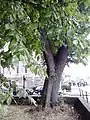 Bole of Gayfield Square elm