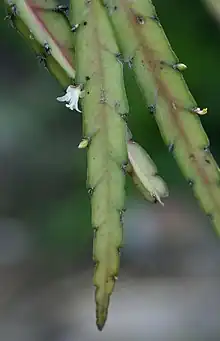 Lepismium cruciforme