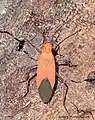 Leptocoris dispar, Thailand.