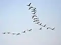 In Chilika, Odisha, India