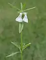 Leucas longifolia in Hyderabad, India.