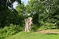 The stump of the Linden Oak on July 19, 2023, after the bulk of the tree was removed
