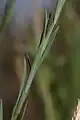 Leaves are lanceolate, spirally arranged, 10–30 mm (0.4–1 in) long.