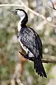 An individual with a dark bill, atypical of little pied cormorants