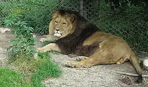 A lion, possibly a Barbary lion