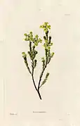 614 Erica moschata