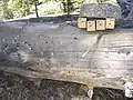 S. cristatus nests and 7&nbsp;mm wasp traps