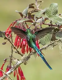 A. k. emmae, Colombia