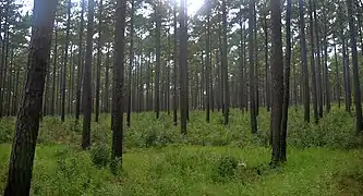 Longleaf pine (Pinus palustris), Sam Houston National Forest, Walker County, Texas, USA (September 2020)