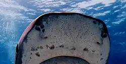 Pores of ampullae of Lorenzini in snout of tiger shark
