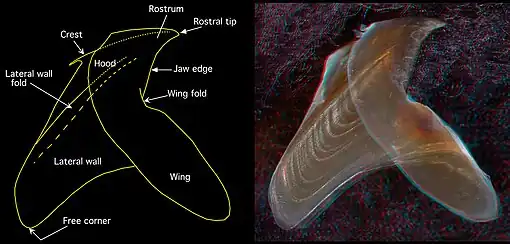Side view of the lower beak of Chiroteuthis picteti (3.6&nbsp;mm LRL, 160&nbsp;mm ML (estimate)) 3D red cyan glasses are recommended to view this image correctly.