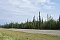 In McNallie Creek Territorial Park60°46′37.9″N 116°34′25″W﻿ / ﻿60.777194°N 116.57361°W﻿ / 60.777194; -116.57361