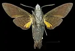 Male ventral