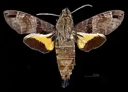 Male dorsal