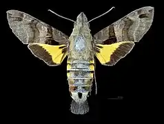 Male dorsal
