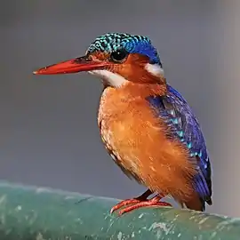 C. c. stuartkeithiEthiopia