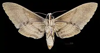 Female ventral