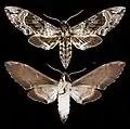 Manduca brunalba