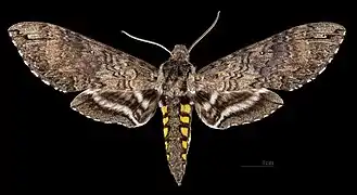 Manduca diffissa petuniae ♂