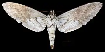 Female ventral