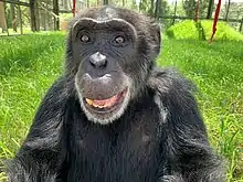 Marco smiles as he sits in the grass ina huge habitat at the Center for Great Apes