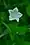 Campanula aparinoides, marsh bellflower, Ellison bluff