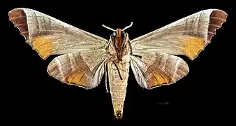 Female ventral