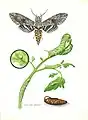Mary Foley Benson, Tobacco hornworm on tomato, n.d.