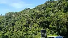 Serra do Mar coastal forests, a humid tropical forest