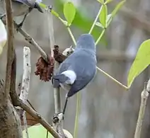 View of the white tail coverts