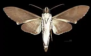 Male ventral