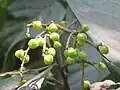 Unripe fruits