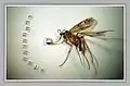 Supermicrobook. Size 0,8 x 0,8&nbsp;mm.