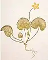 Moneywort-leaved St John's wort, Hypericum nummularium