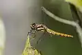 E. abjecta, female, Colombia