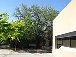 Morus albaWhite Mulberry