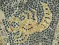 Mosaic in Maltezana near Analipsi, Astypalaia, 5th century CE.