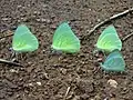 Mottled emigrant butterflies (Catopsilia pyranthe) at Kambalakonda