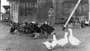 Chicken farm in Picture Butte