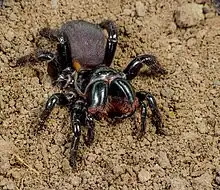 Mygalomorphae Actinopodidae Missulena bradleyi Eastern Mouse Spider The Gap Brisbane