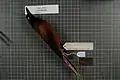 Hooded pitohui (Pitohui dichrous), received 1909