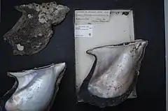 Museum specimens