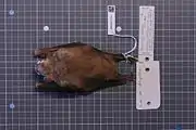 A brown bat with dark brown wings