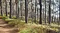 Pine woods