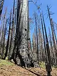 Portions of Nelder Grove became a snag forest after exposure to high intensity wildfire.
